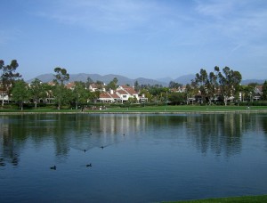 water ducks