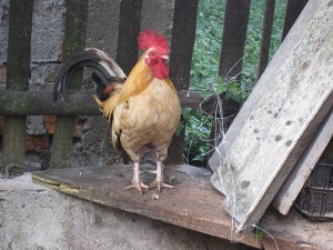 rooster