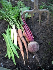 vegetable garden vegetable garden