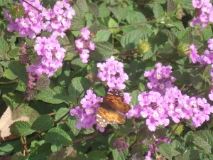 1 butterfly on lilac bush closeup