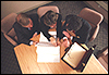 Public Relations and Consulting